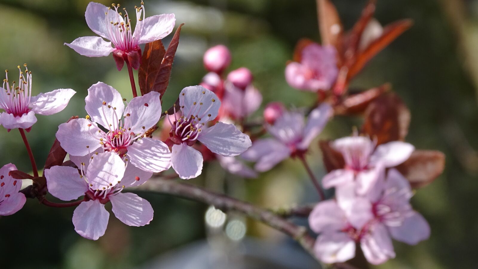 Sony Cyber-shot DSC-HX400V sample photo. Nature, plant, branch photography