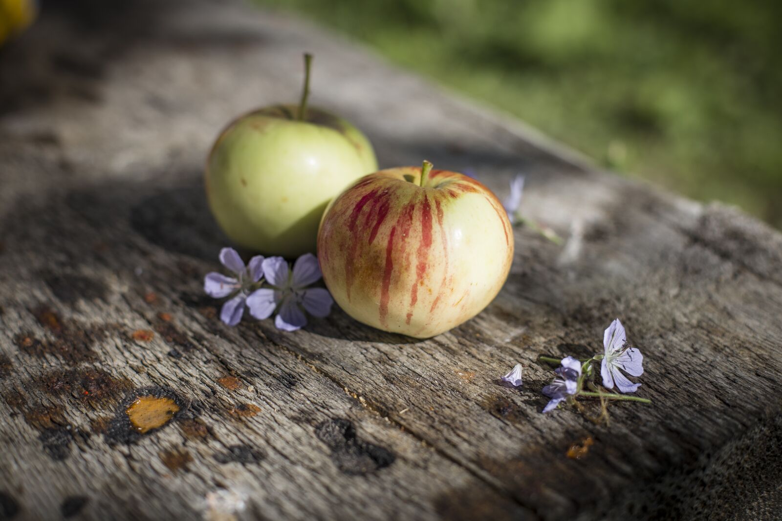 Canon EOS 6D + Canon EF 50mm F1.4 USM sample photo. Apple, still life, fruit photography
