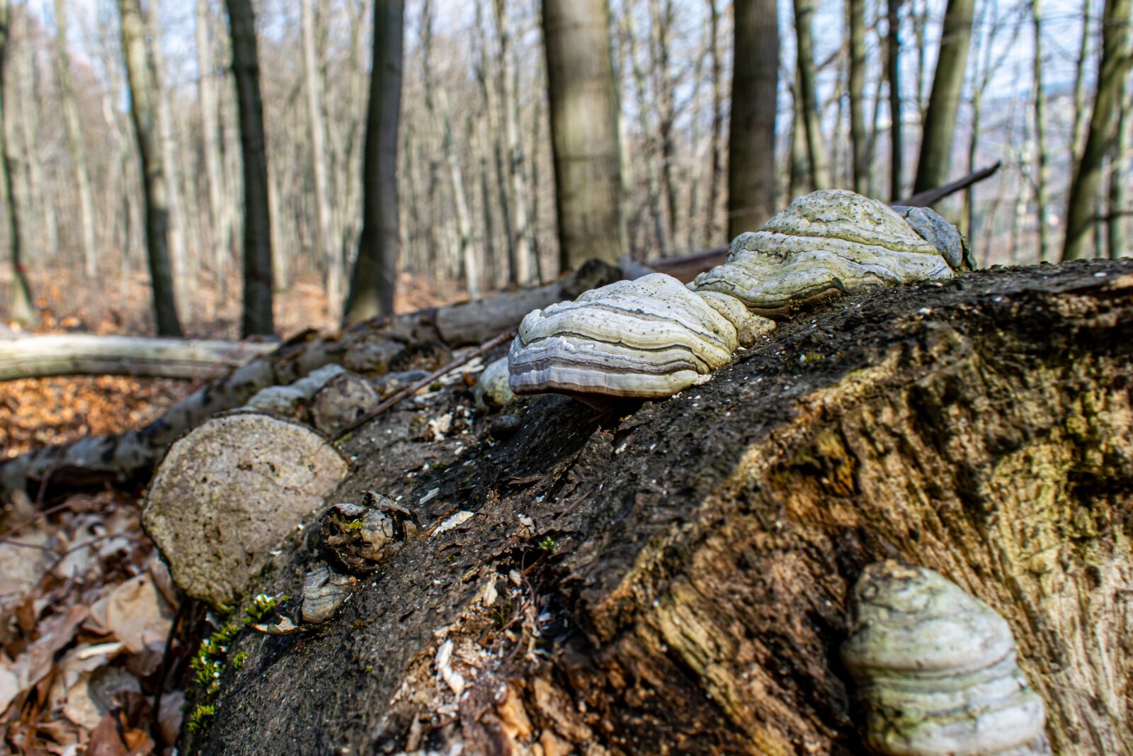 Nikon D5300 sample photo. Tinder, tree fungus, alamy photography