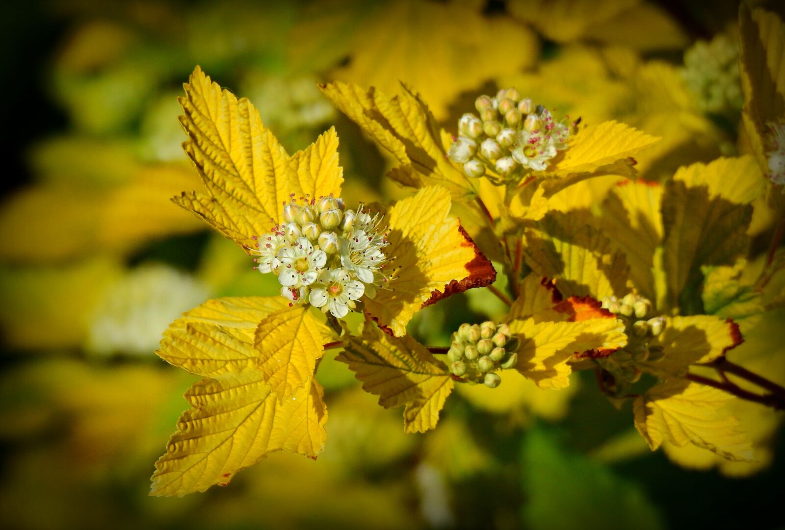 Nikon Coolpix P900 sample photo. Flower, leaf, shrub photography