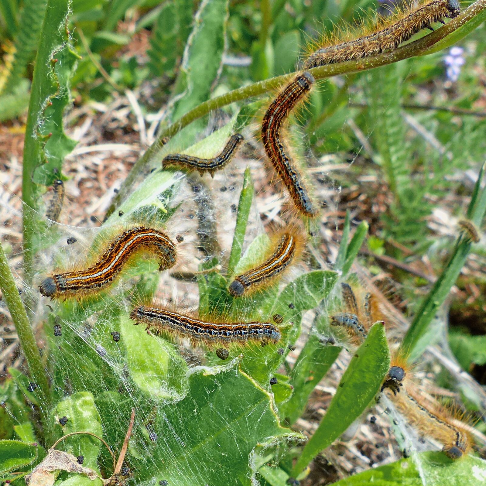 Panasonic Lumix DMC-FZ200 sample photo. Caterpillars, insects, macro photography
