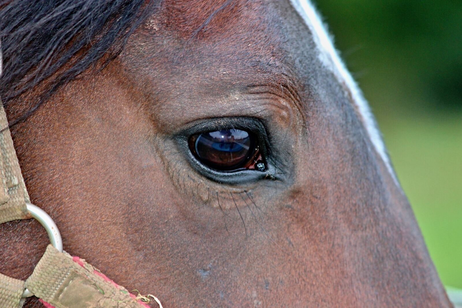 Canon EOS 1100D (EOS Rebel T3 / EOS Kiss X50) sample photo. Horse, eye, halter photography