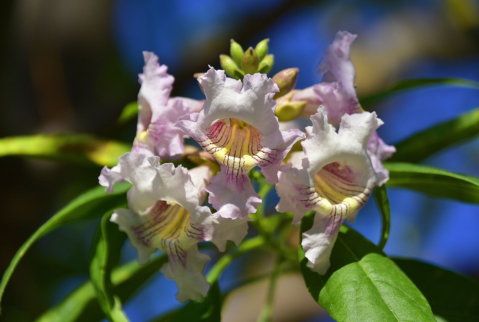 Nikon D7200 sample photo. Flower, garden, plant photography