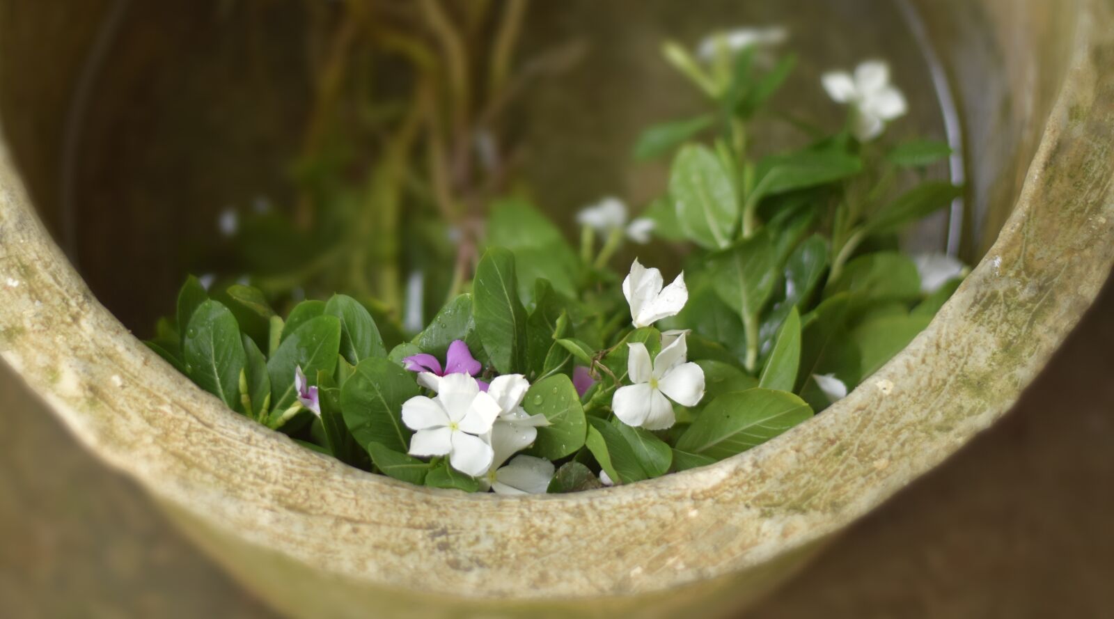 Nikon D3300 sample photo. Flower, care, medicine photography