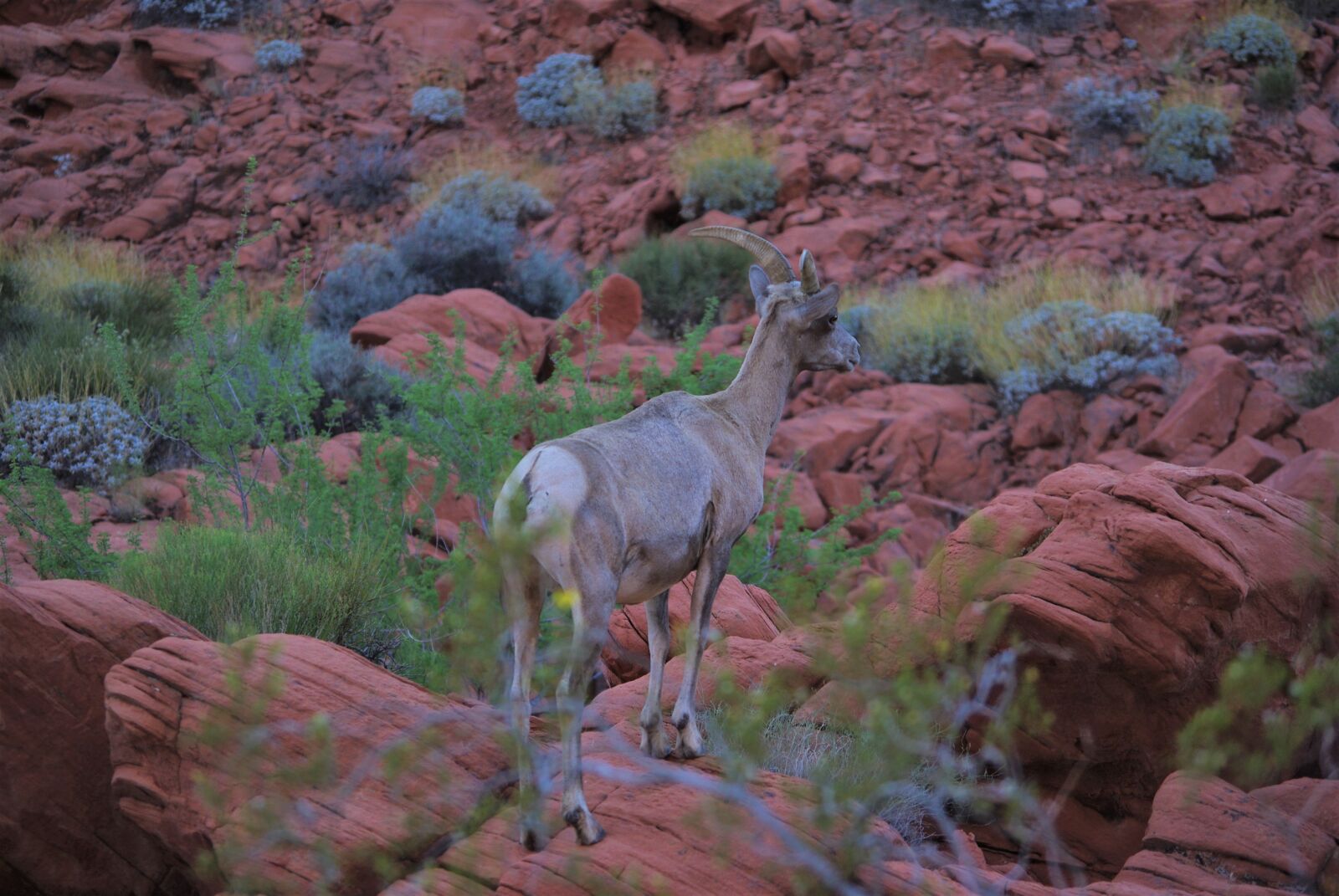 Pentax K200D sample photo. Bighorn, bighorn sheep, dusk photography