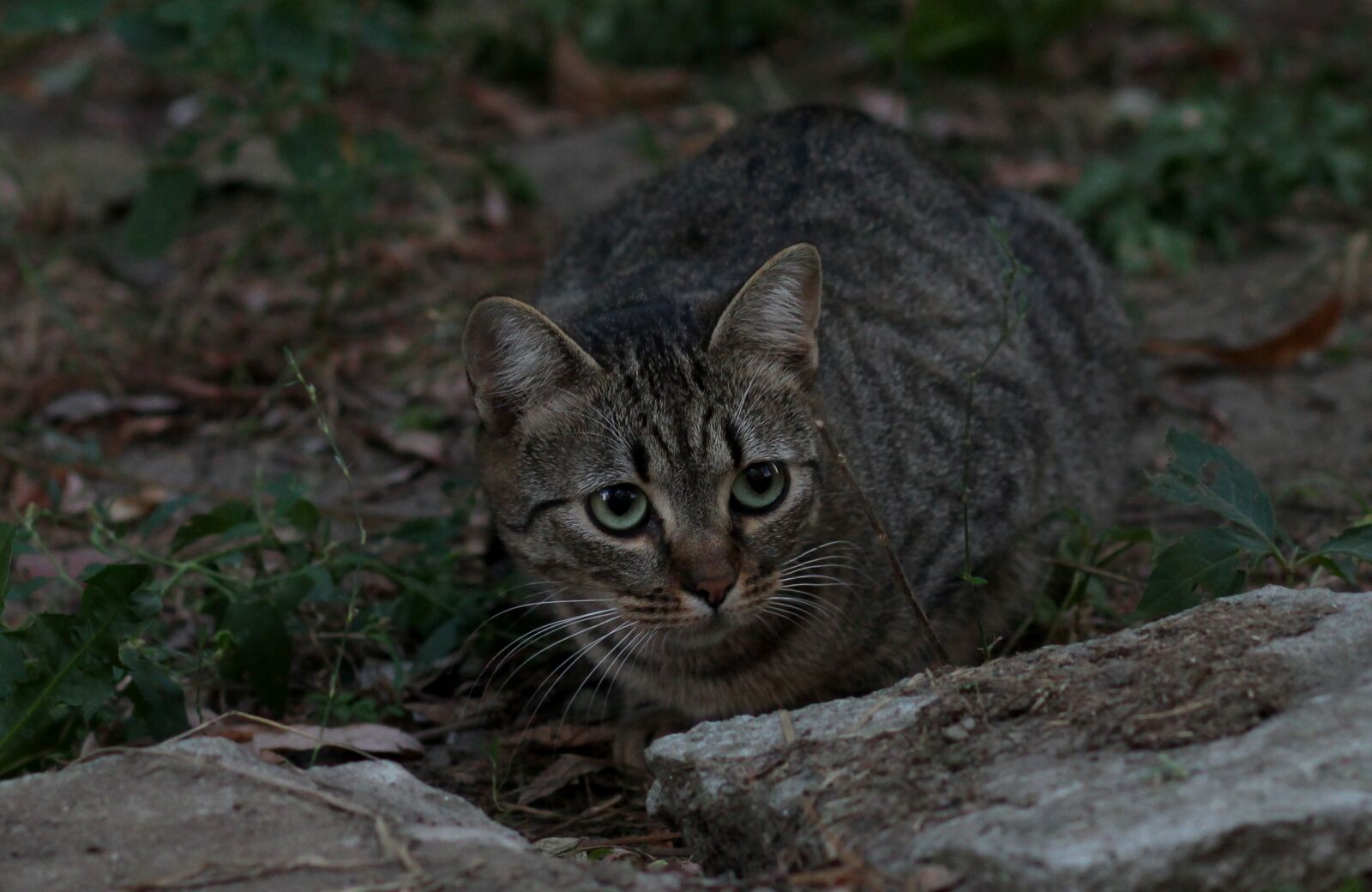 Canon EOS 700D (EOS Rebel T5i / EOS Kiss X7i) + Canon EF 85mm F1.8 USM sample photo. Cat, stripes, gray photography