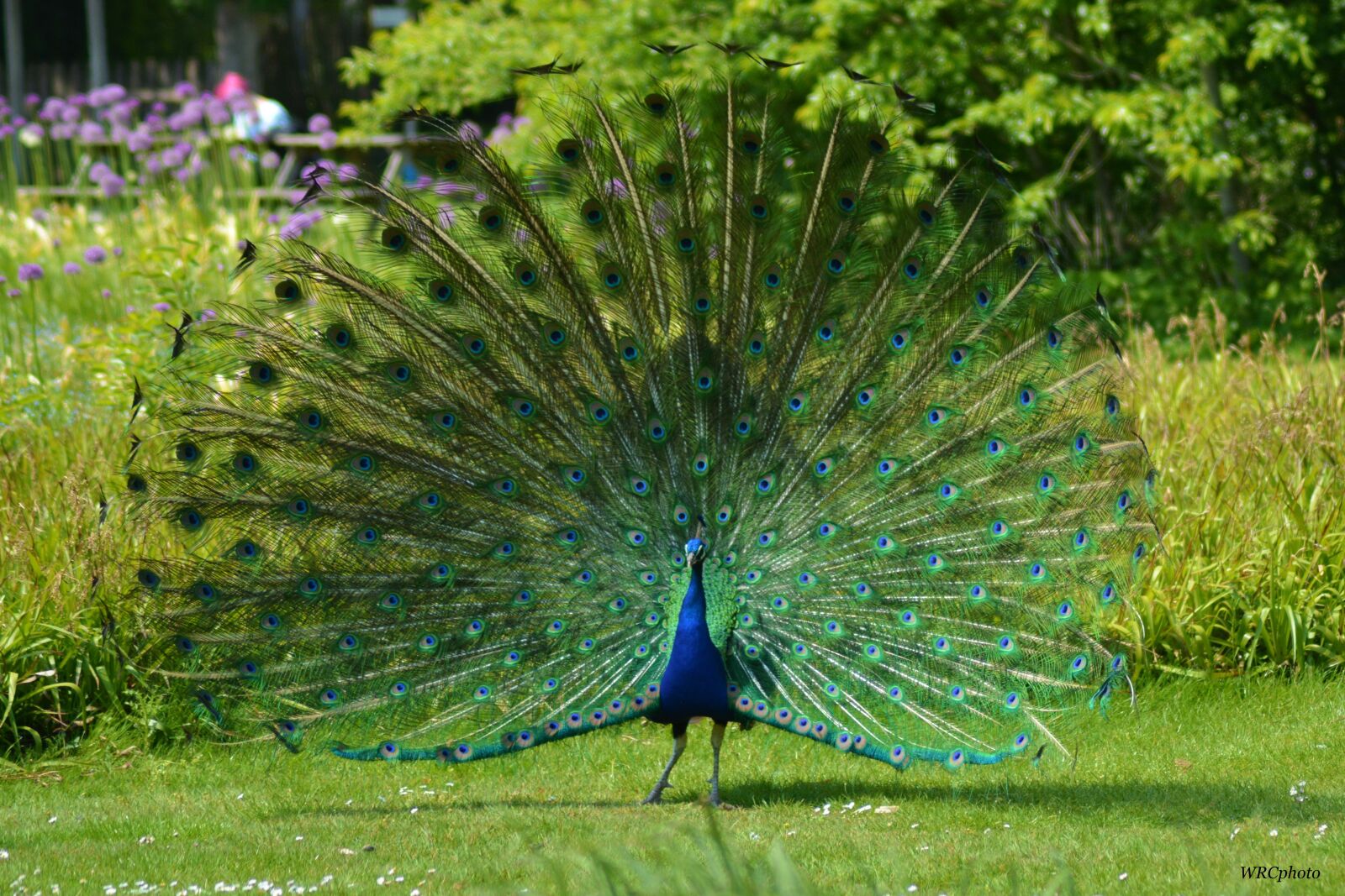 Nikon D5200 sample photo. Birds, peacock, blue photography