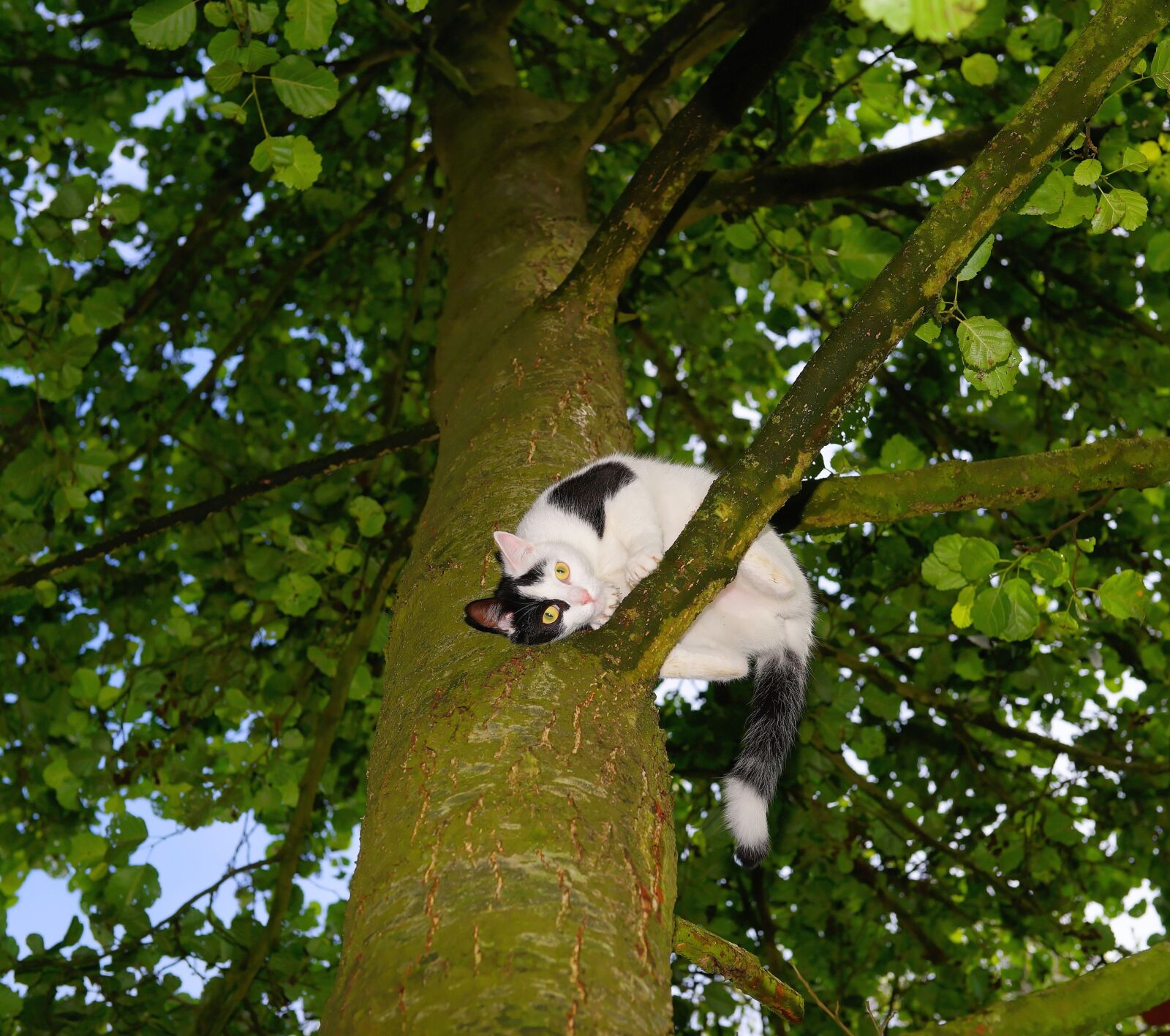 Sony Planar T* 50mm F1.4 ZA SSM sample photo. Cat, tree, climb photography