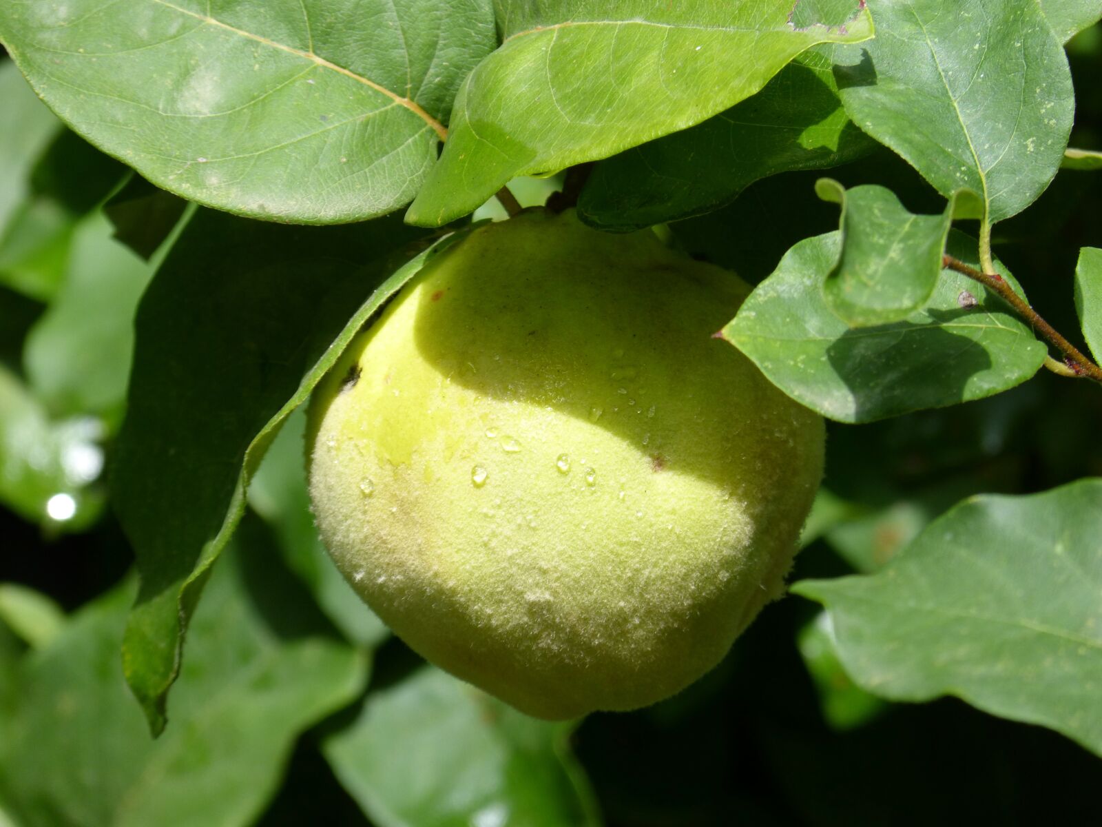 Panasonic DMC-FZ62 sample photo. Quince, codony, fruit photography