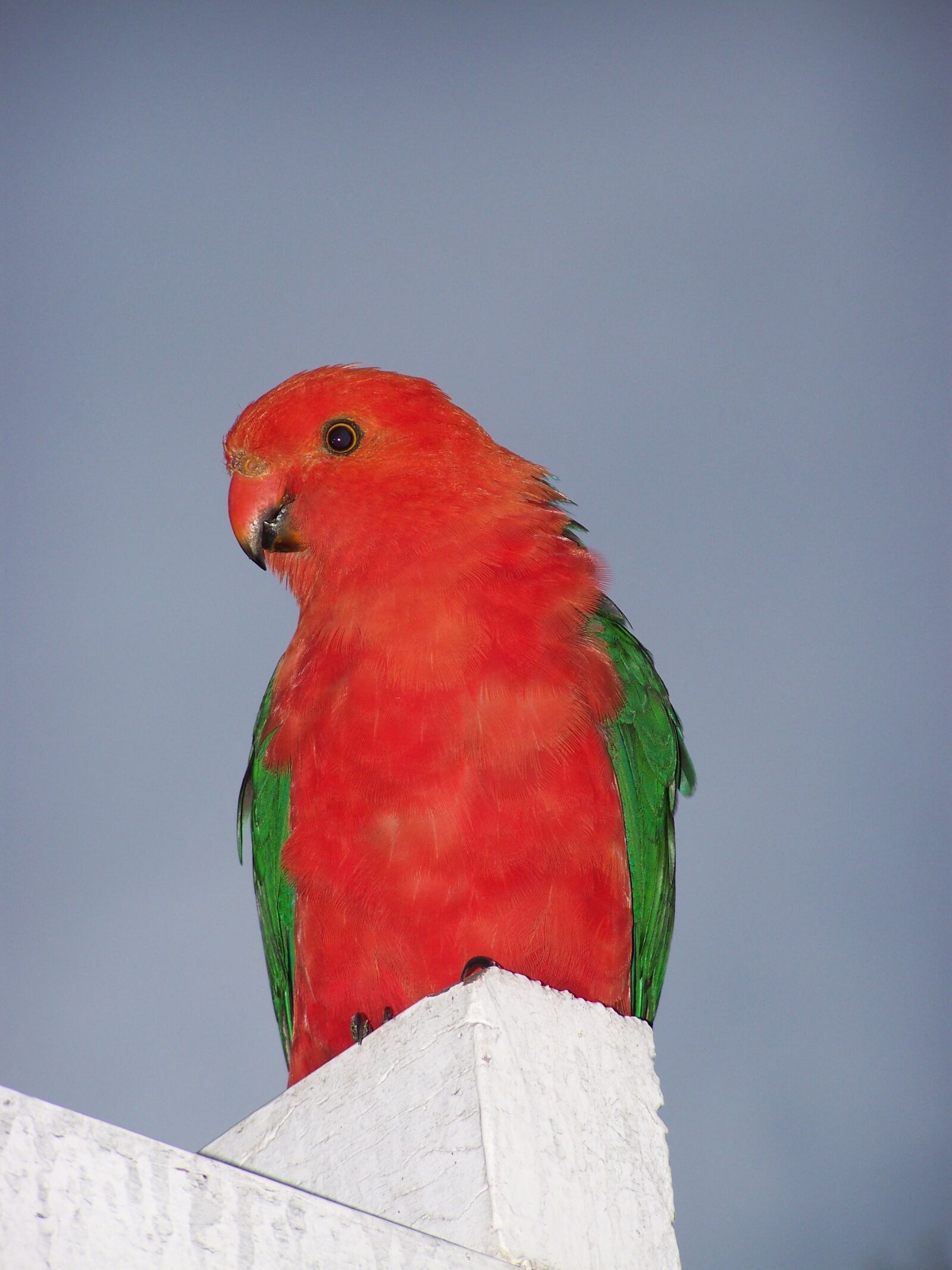 Kodak EASYSHARE ZD710 ZOOM DIGITAL CAMERA sample photo. King parrot, bird, parrot photography