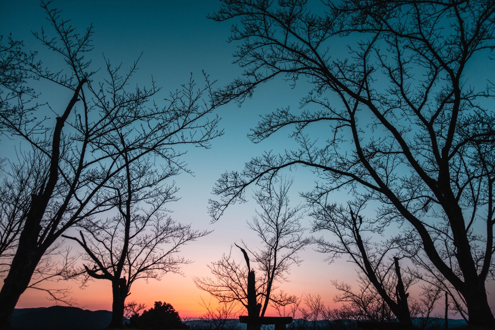 Sony DSC-RX100M5 sample photo. Gradient, wood, at dusk photography