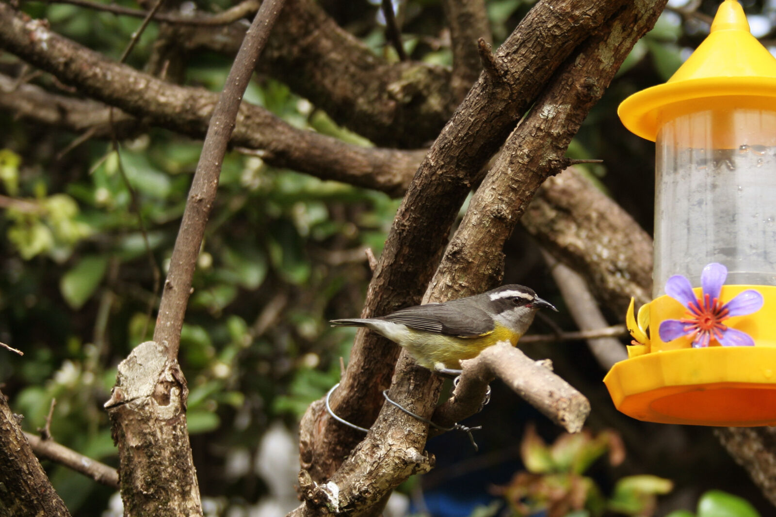 Canon EOS 350D (EOS Digital Rebel XT / EOS Kiss Digital N) sample photo. Bird, drinking, eat, flower photography