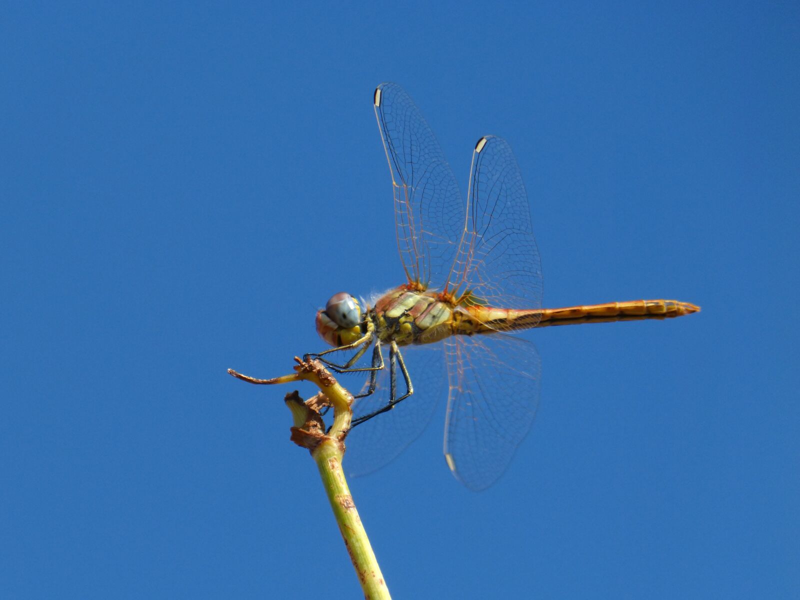 Panasonic DMC-FZ62 sample photo. Dragonfly, yellow dragonfly, branch photography