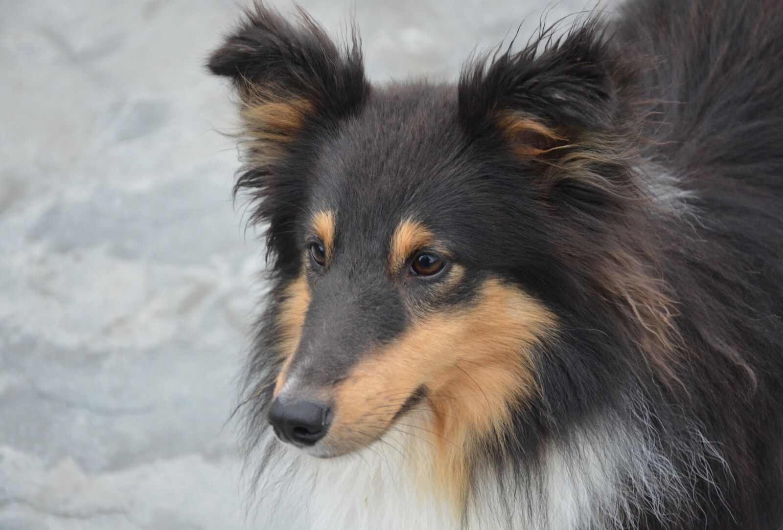 Nikon D5200 sample photo. Dog, shetland sheepdog, domestic photography