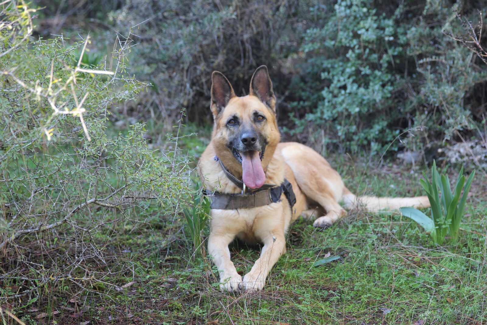 Canon EOS 550D (EOS Rebel T2i / EOS Kiss X4) sample photo. My dog, the bell photography