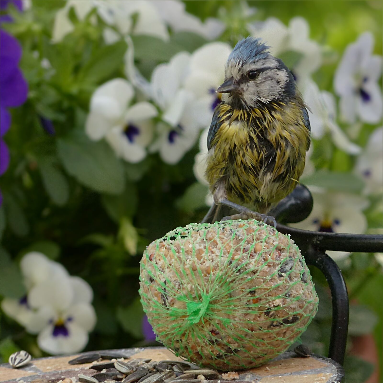 Panasonic Lumix DMC-FZ200 sample photo. Bird, tit, blue tit photography
