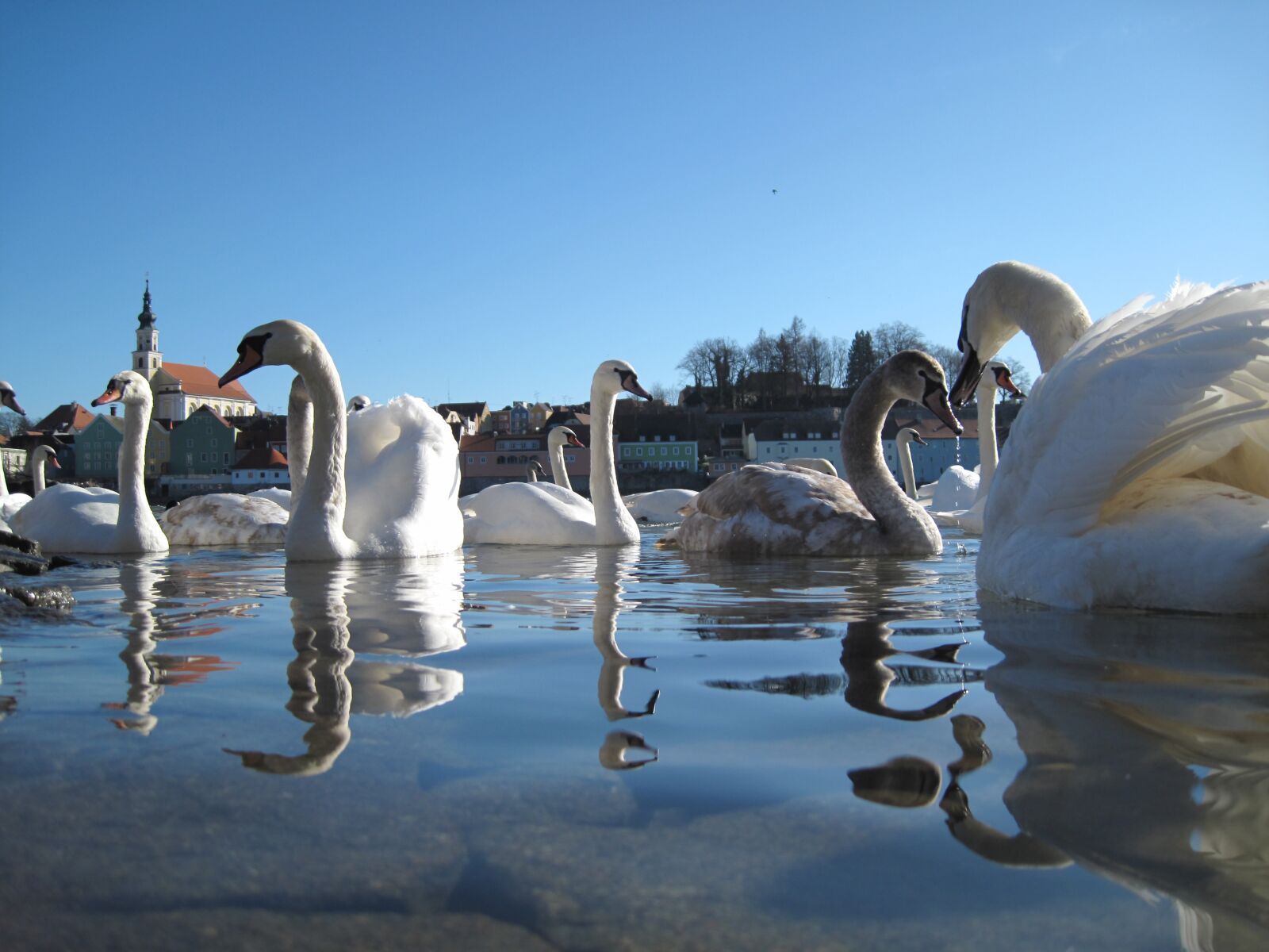 Canon PowerShot SD990 IS (Digital IXUS 980 IS / IXY Digital 3000 IS) sample photo. Swans, water, birds photography