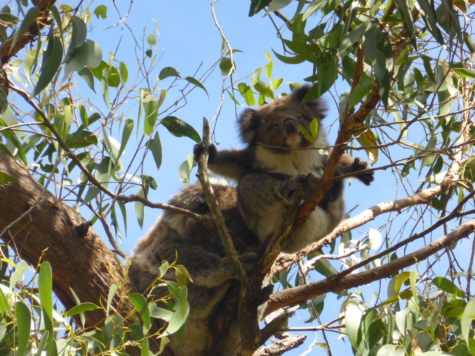 Panasonic Lumix DMC-ZS30 (Lumix DMC-TZ40) sample photo. Koala, gumtree, australia photography