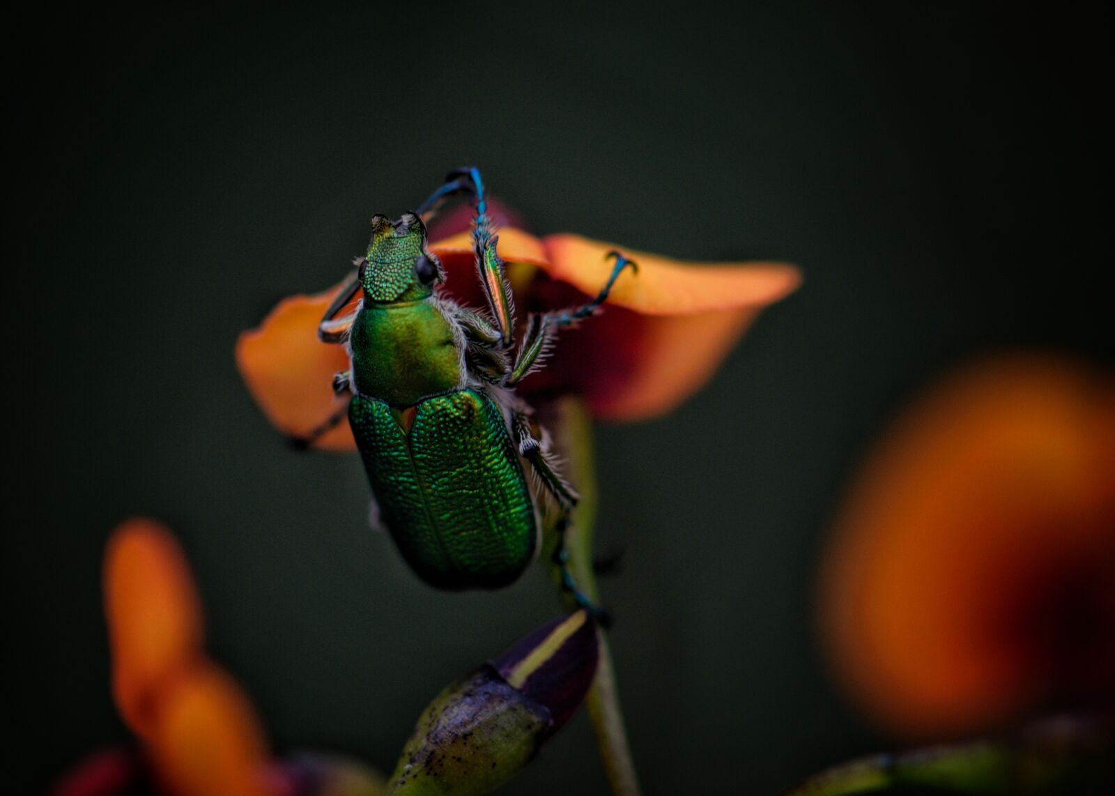 Nikon D3300 sample photo. Jewel beetle, insect, nature photography