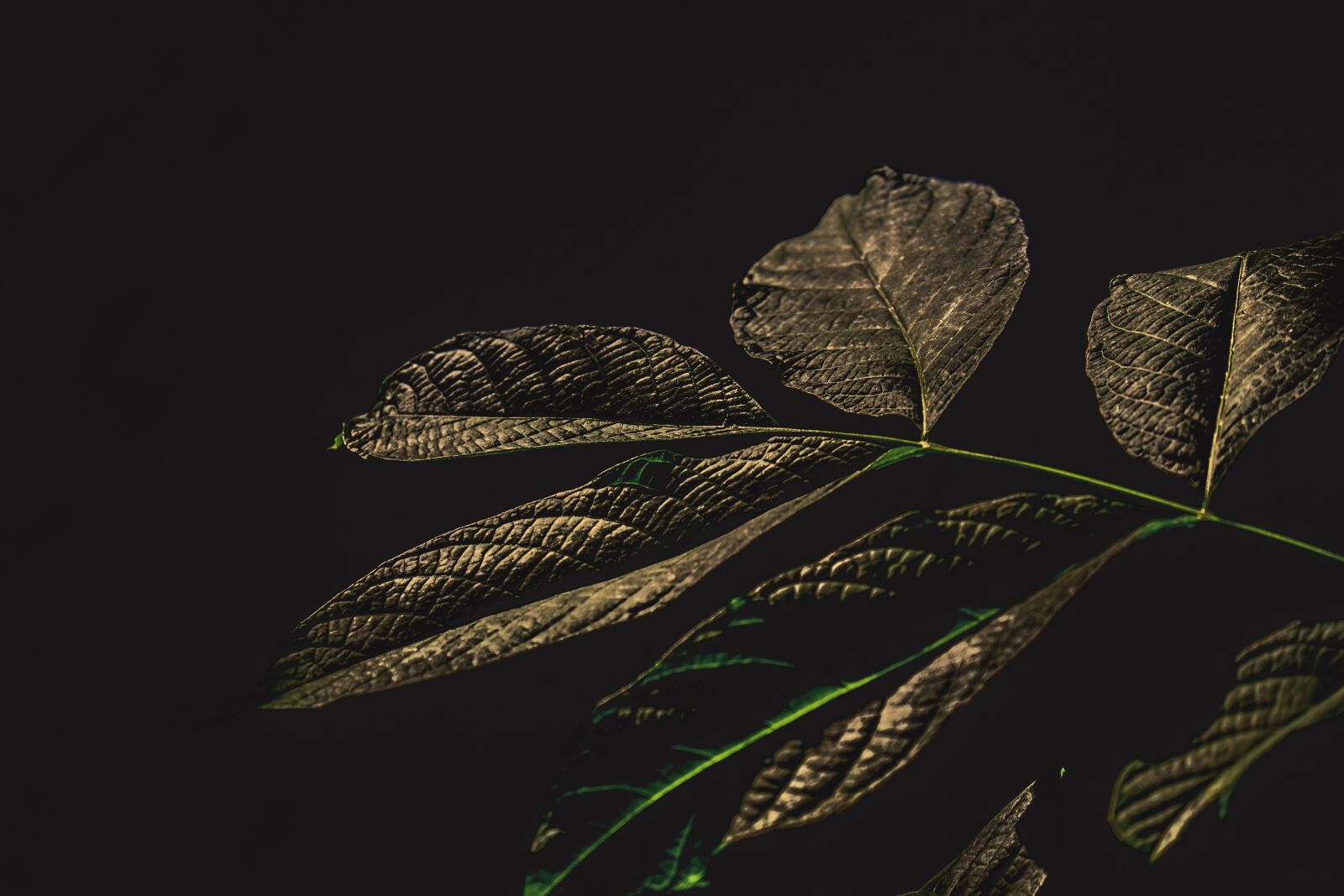 Fujifilm X-T10 sample photo. Leaves, nature, natural photography