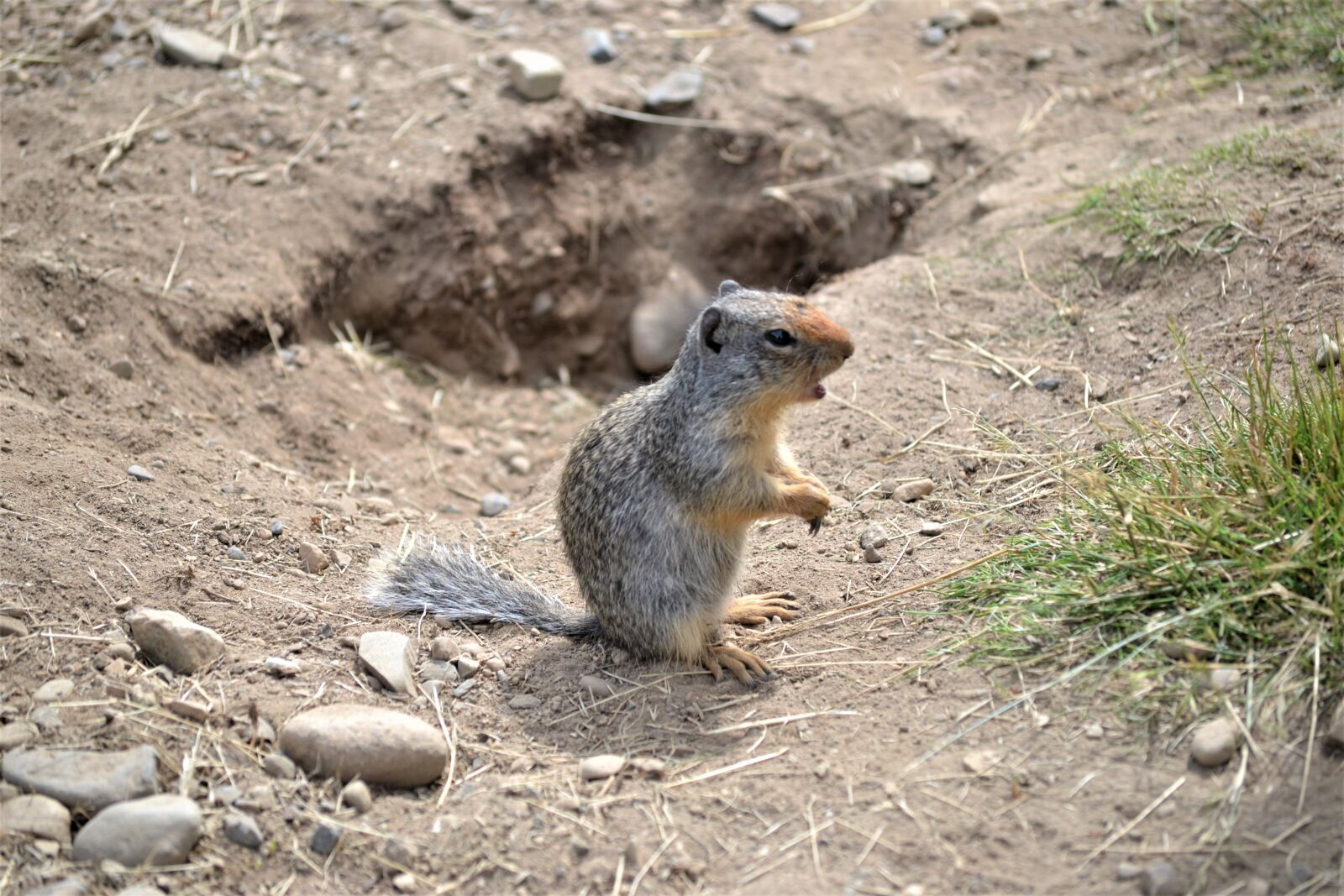 Nikon D3100 sample photo. Marmot, animal, outdoors photography