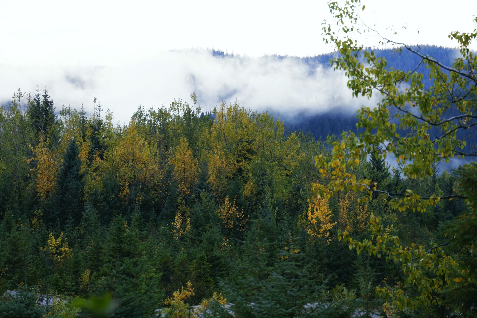 Fujifilm X-A5 sample photo. Tree, autumn, landscape photography