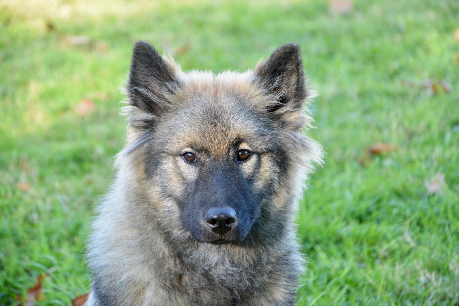 Nikon D5200 sample photo. Dog, dog eurasier, bitch photography