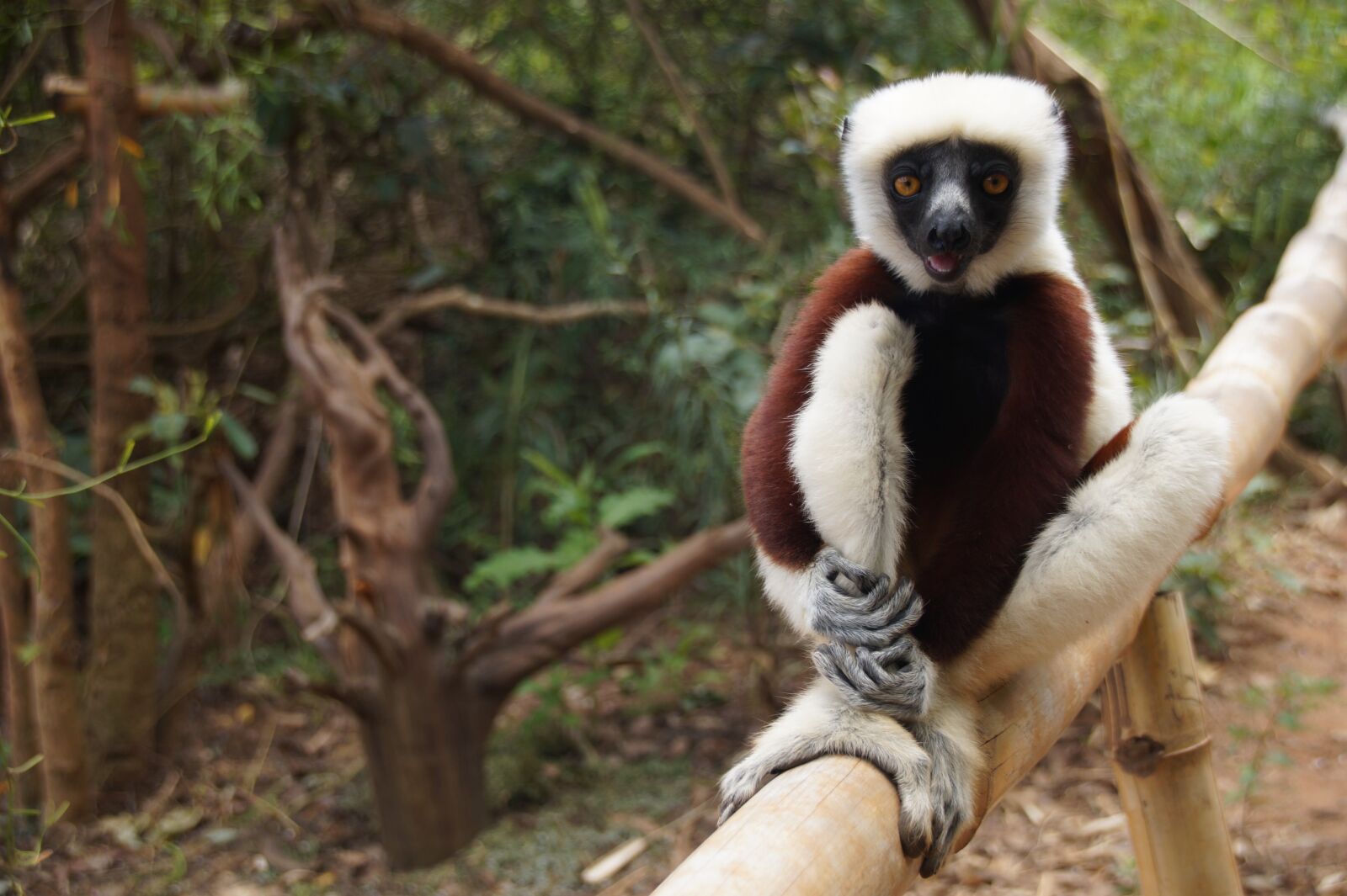 Sony SLT-A58 sample photo. Madagascar, lemur, mammal photography