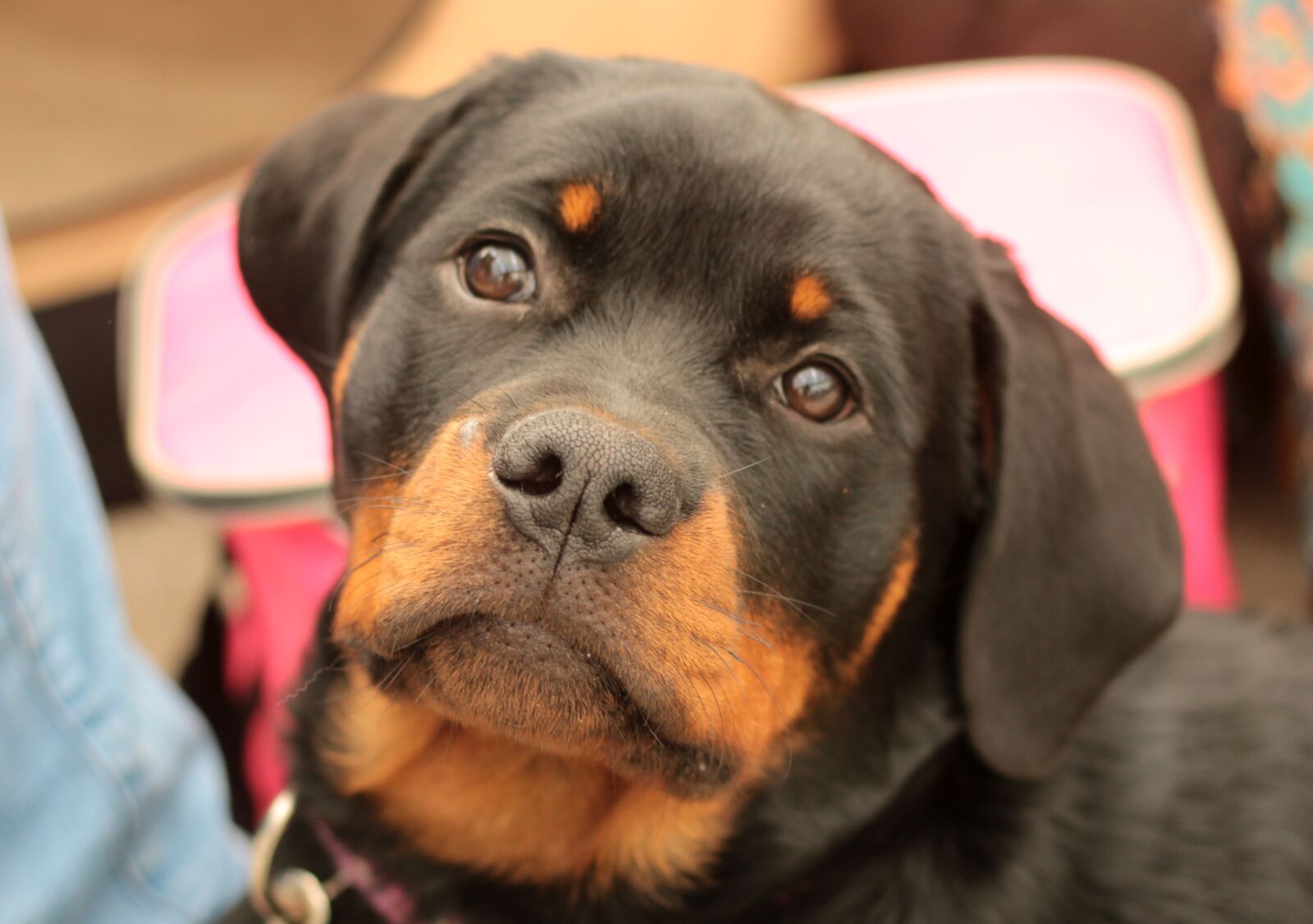 Canon EOS 600D (Rebel EOS T3i / EOS Kiss X5) + Canon EF 50mm F1.8 STM sample photo. Dogshow, puppy, head photography
