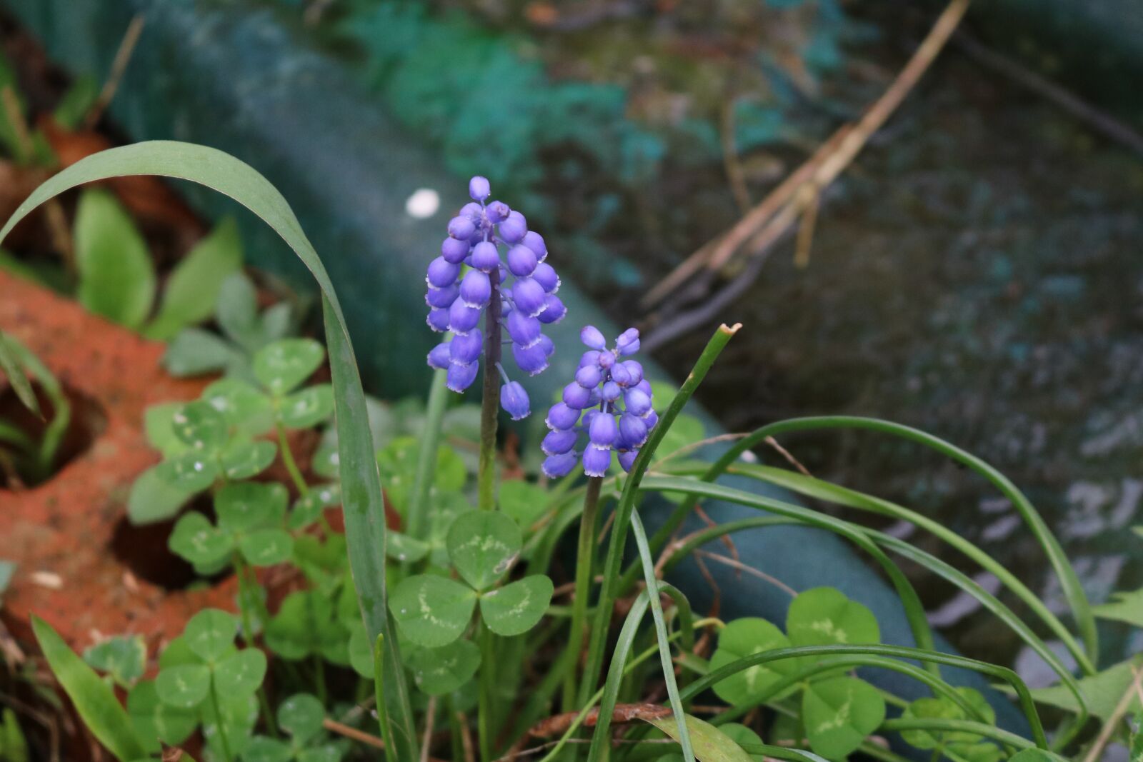 Canon EOS 750D (EOS Rebel T6i / EOS Kiss X8i) sample photo. Spring, flowers, nature photography