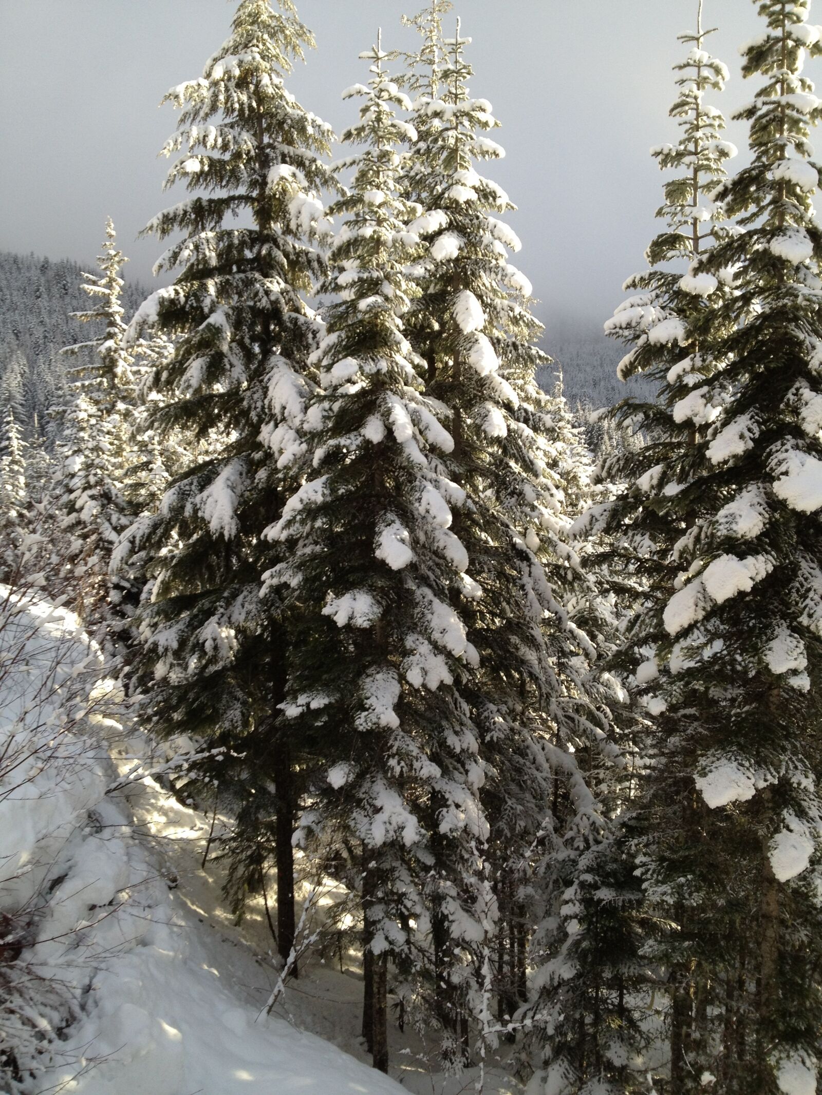 Apple iPhone 4S sample photo. Pine trees, snow, winter photography