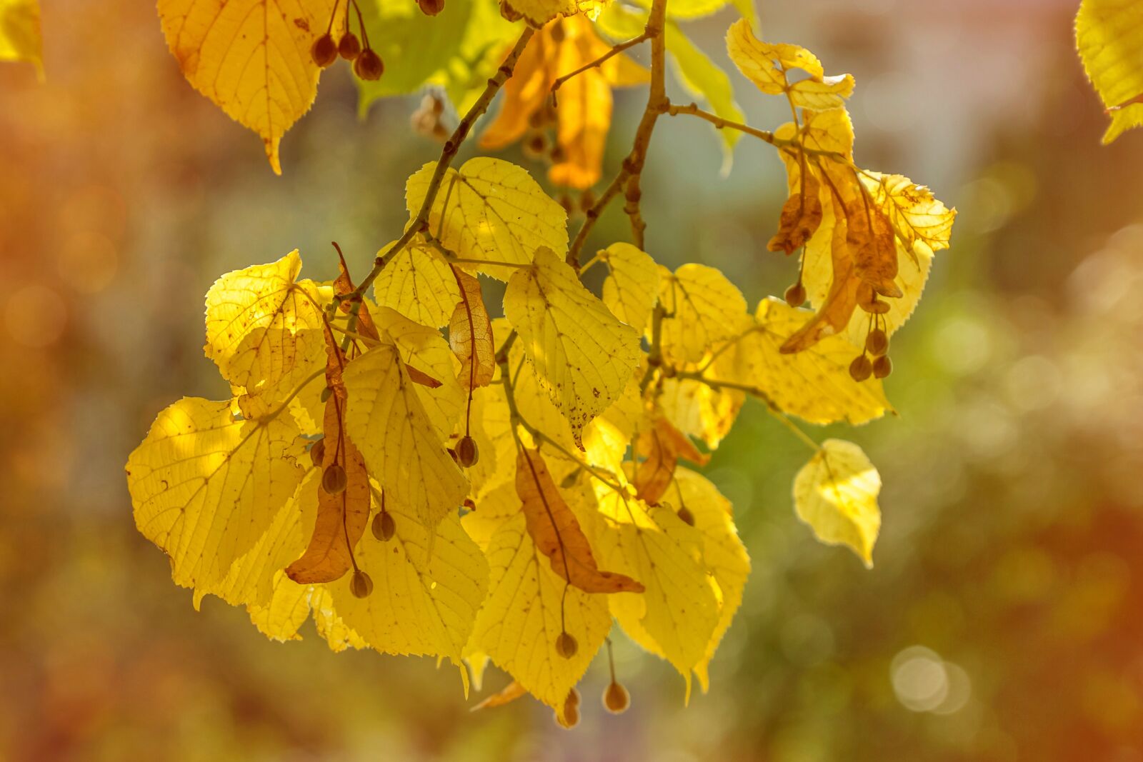 Sony DT 18-135mm F3.5-5.6 SAM sample photo. Autumn, leaves, autumn colours photography