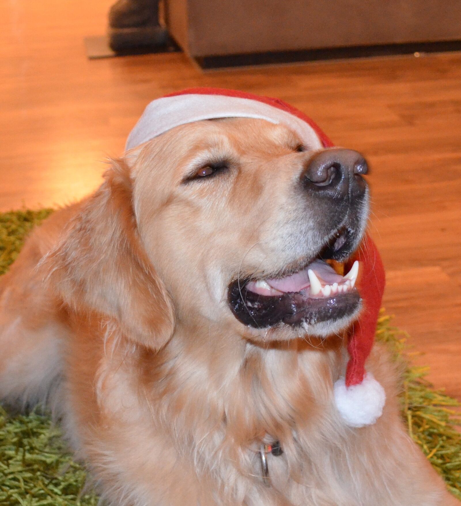 Nikon D5100 sample photo. Dog, xmas, christmas photography