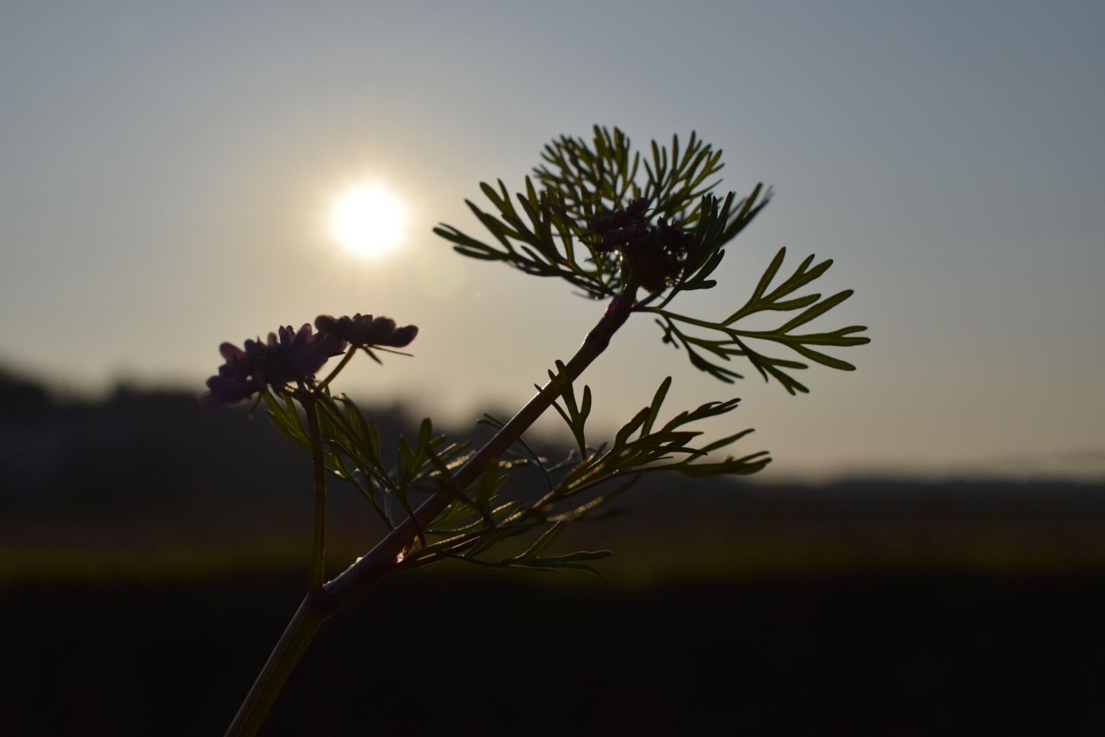 Nikon D3300 sample photo. Plant silhouette, sunset, backlighting photography