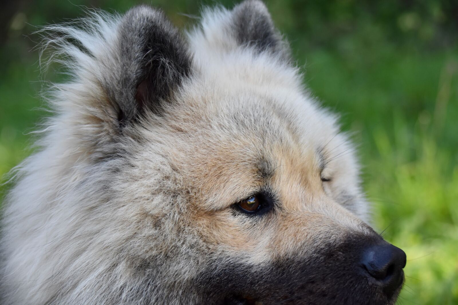 Nikon D5600 sample photo. Dog, dog eye, hazel photography