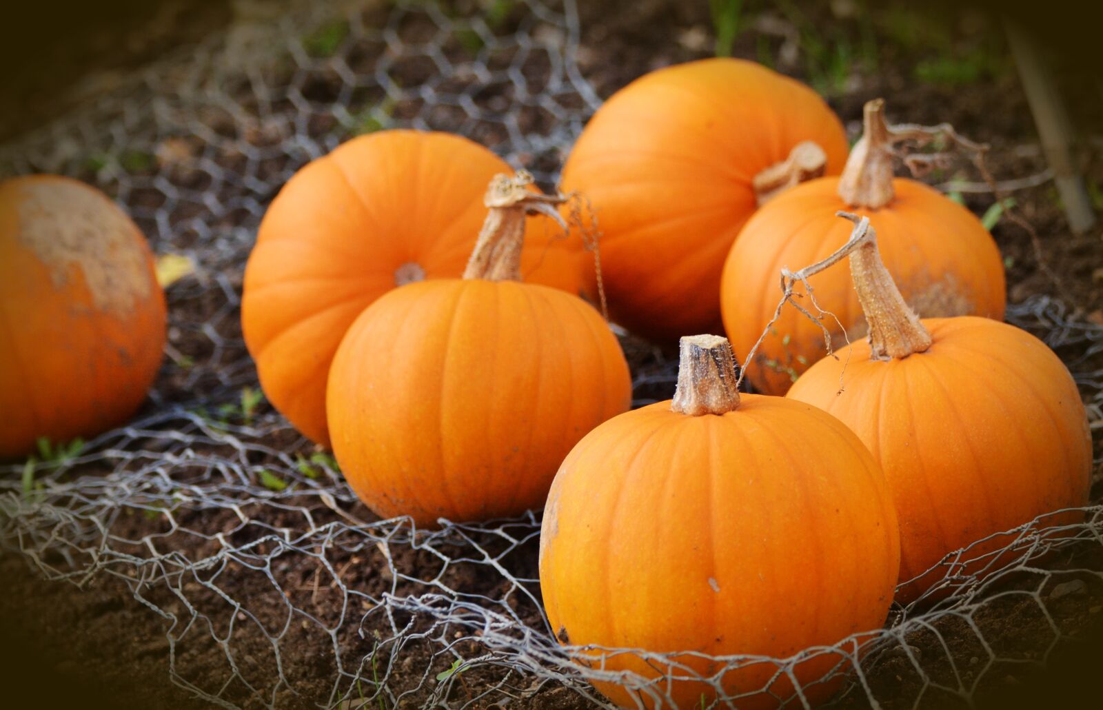 Nikon D5200 sample photo. Pumpkin, squash, autumn photography