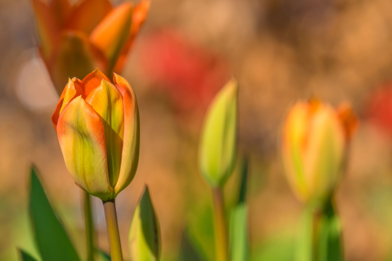 Fujifilm XF 55-200mm F3.5-4.8 R LM OIS sample photo. Tulip, spring flower, blossom photography