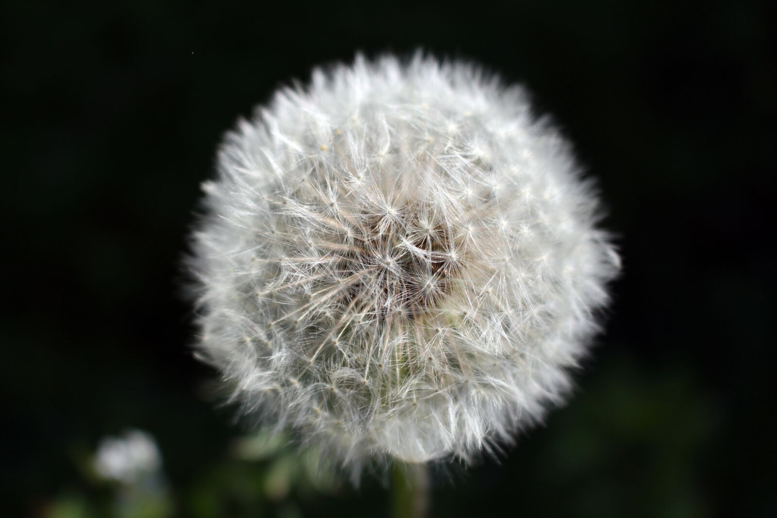 Canon EOS 700D (EOS Rebel T5i / EOS Kiss X7i) sample photo. Dandelion, blossom, bloom photography