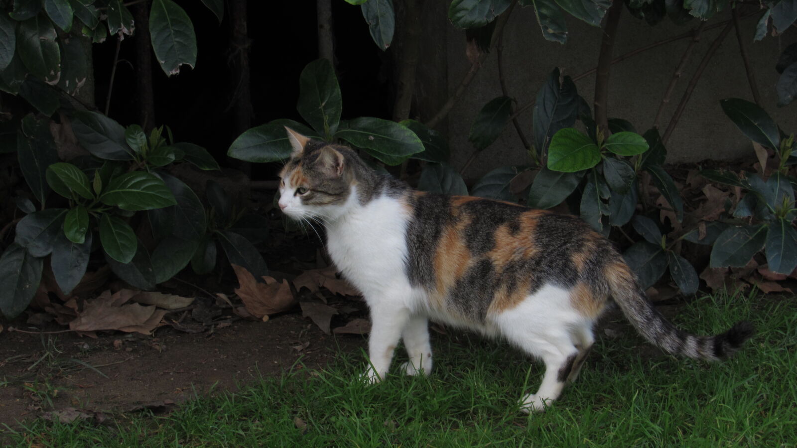 Canon PowerShot SX520 HS sample photo