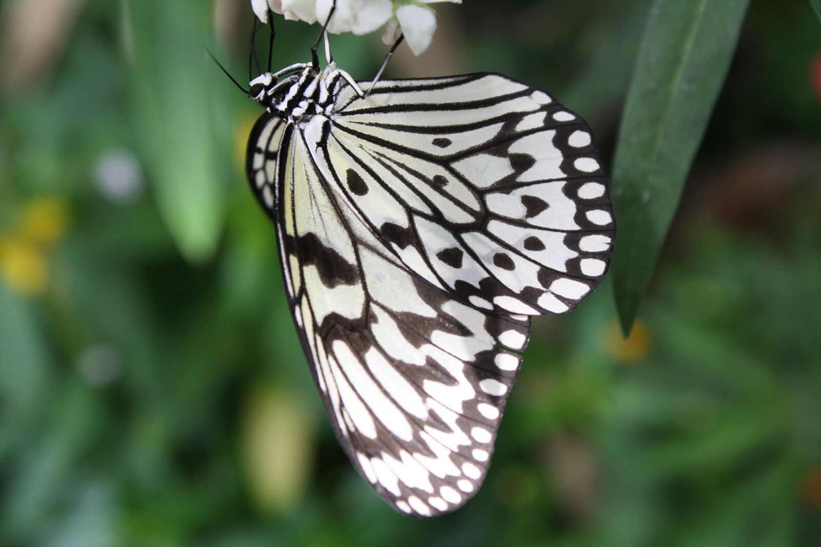Canon EOS 1000D (EOS Digital Rebel XS / EOS Kiss F) sample photo. White baumnymphe, butterfly, insect photography