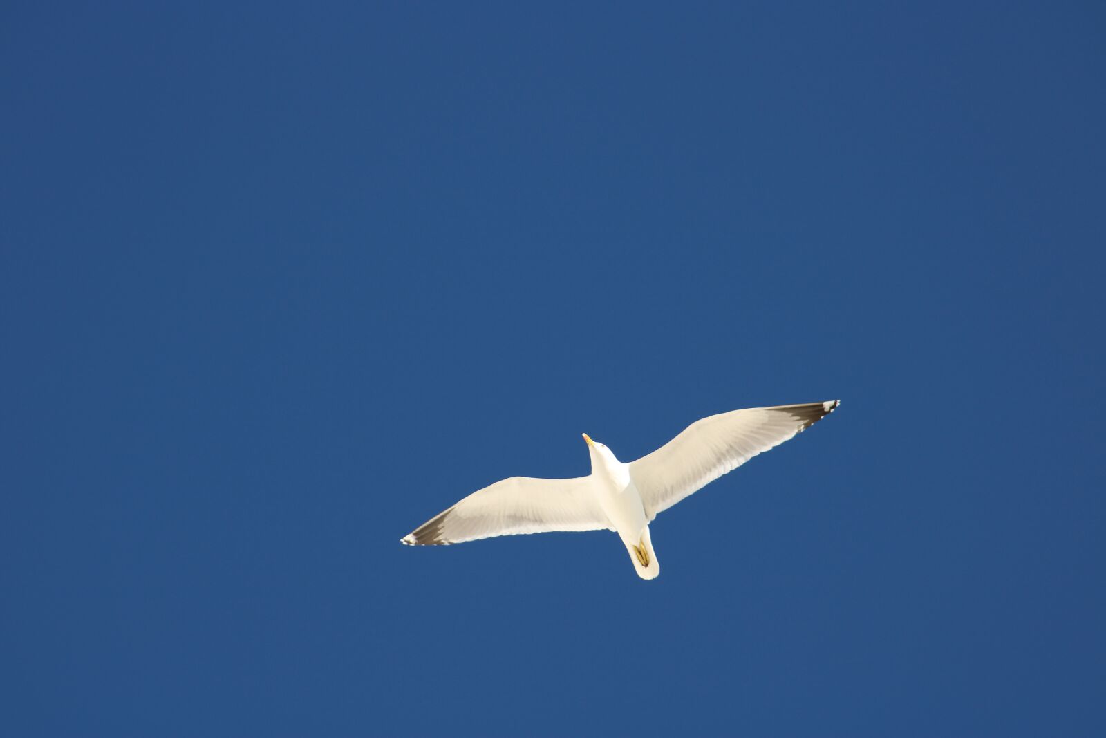 Canon EF75-300mm f/4-5.6 sample photo. Seagull, gull, sky photography