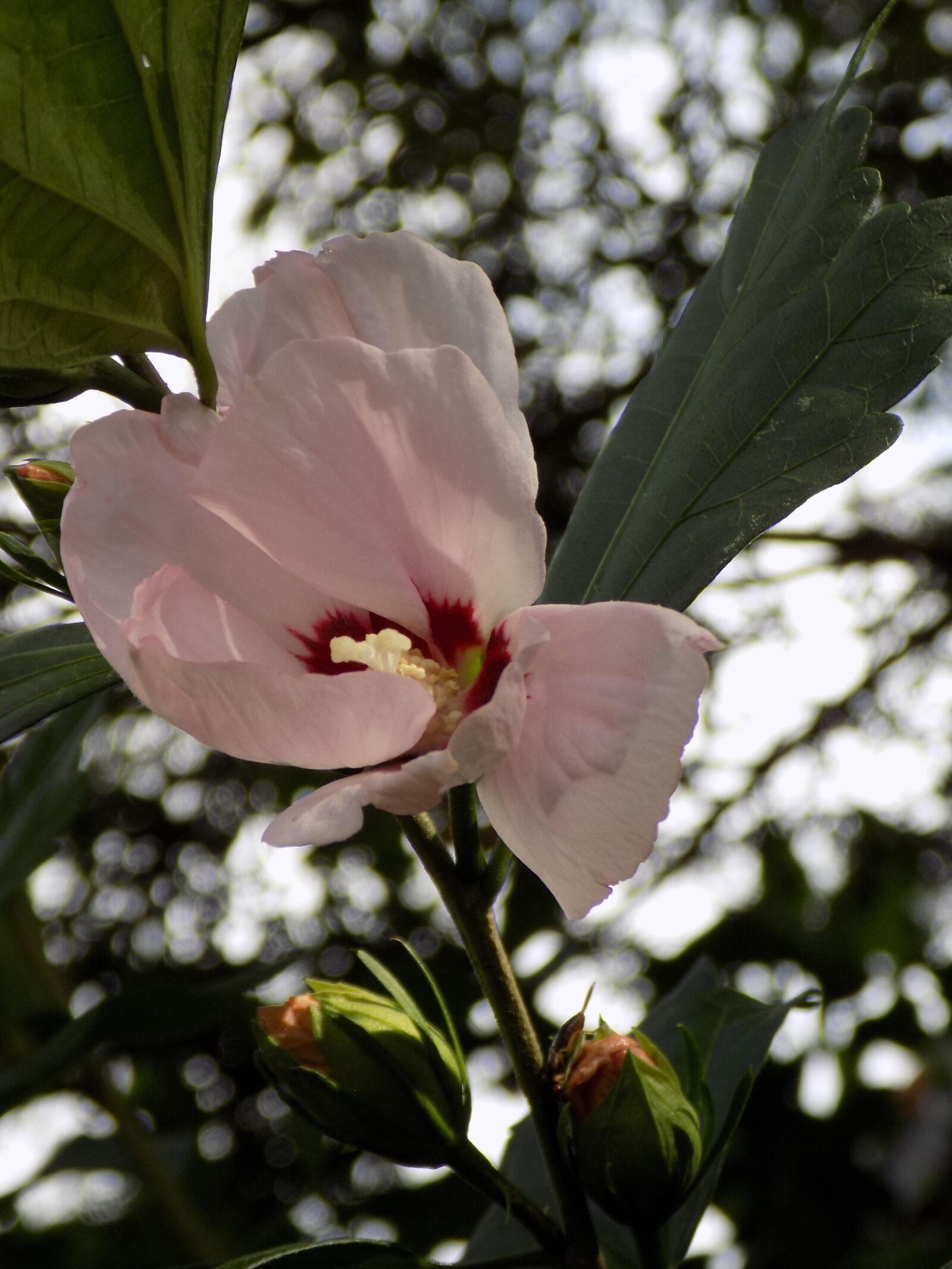 Nikon COOLPIX L340 sample photo. Hibiscus, mallow, pink photography