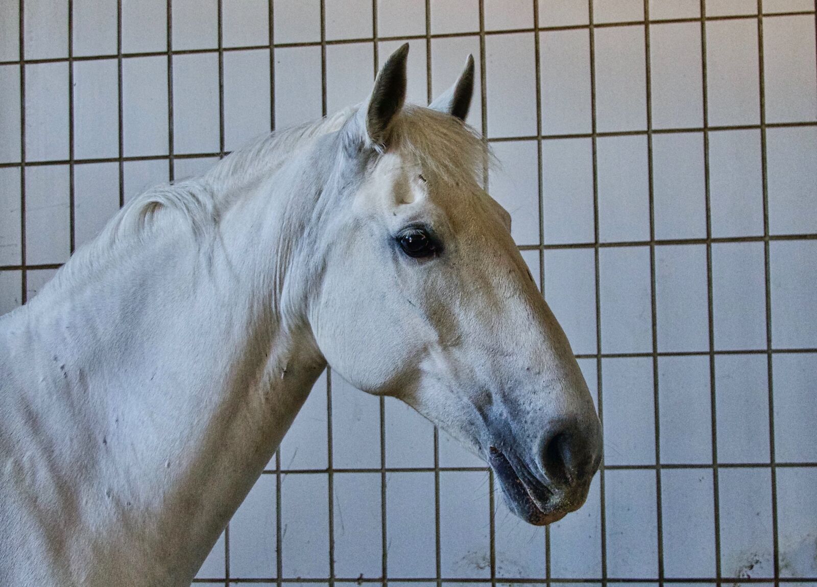 Sony a6500 sample photo. Thoroughbred, lipisana, horse photography