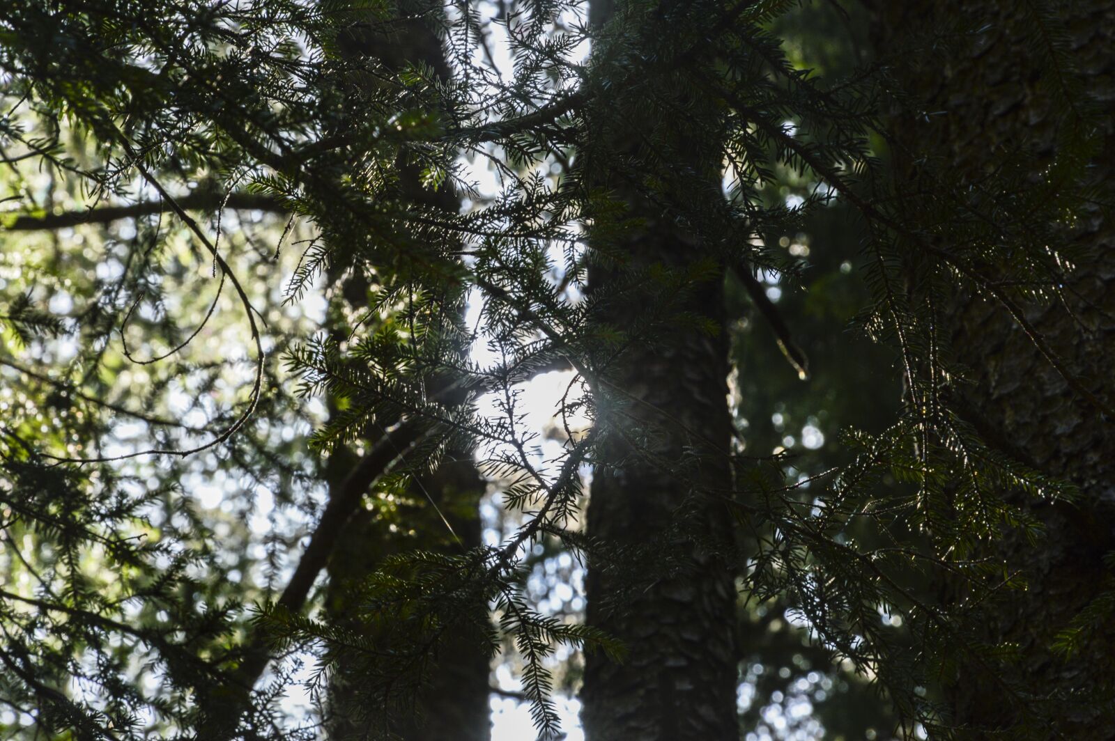Nikon D3200 sample photo. Branches, trees, forest photography