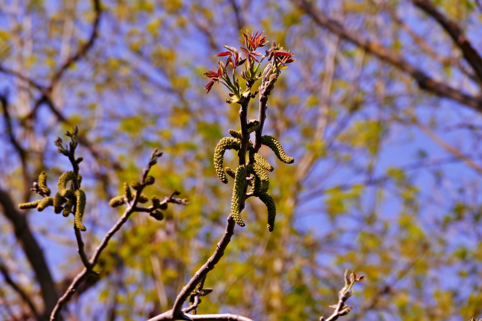 Panasonic Lumix DMC-FZ1000 sample photo. Tree, forest, flowering photography