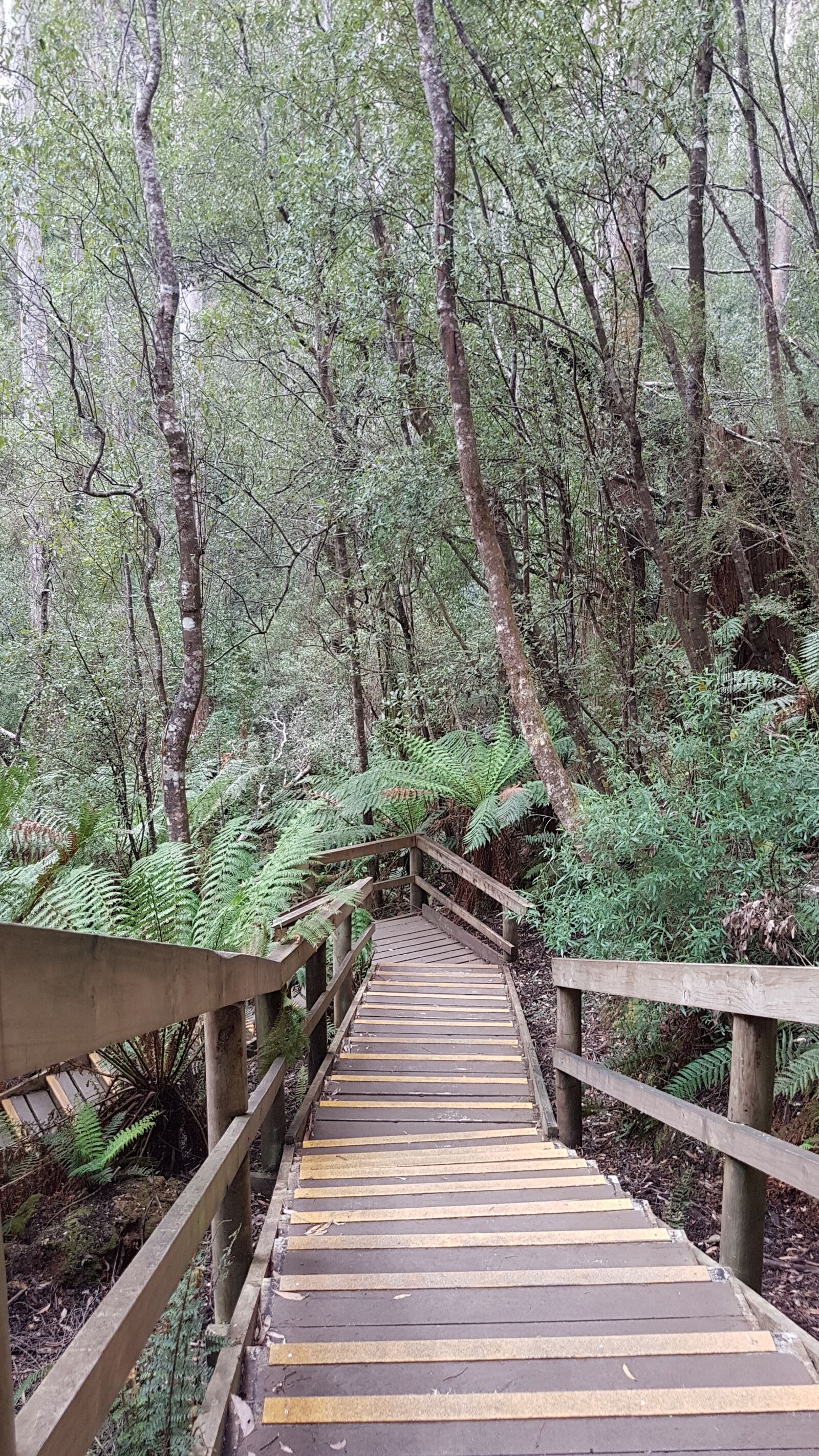 Samsung Galaxy S7 sample photo. Nature, forest, stairs photography
