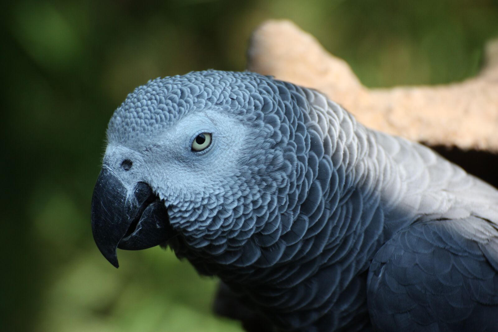 Canon EOS 450D (EOS Rebel XSi / EOS Kiss X2) sample photo. Parrot, african grey parrot photography