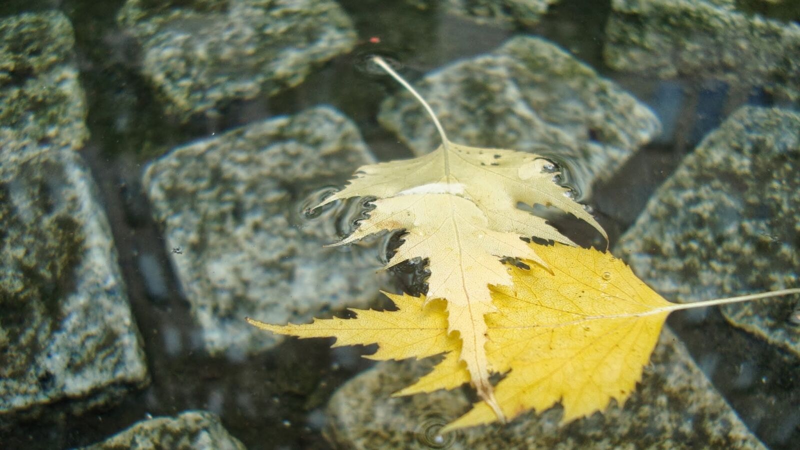 Sony Cyber-shot DSC-W120 sample photo. Leafs, floating, water photography