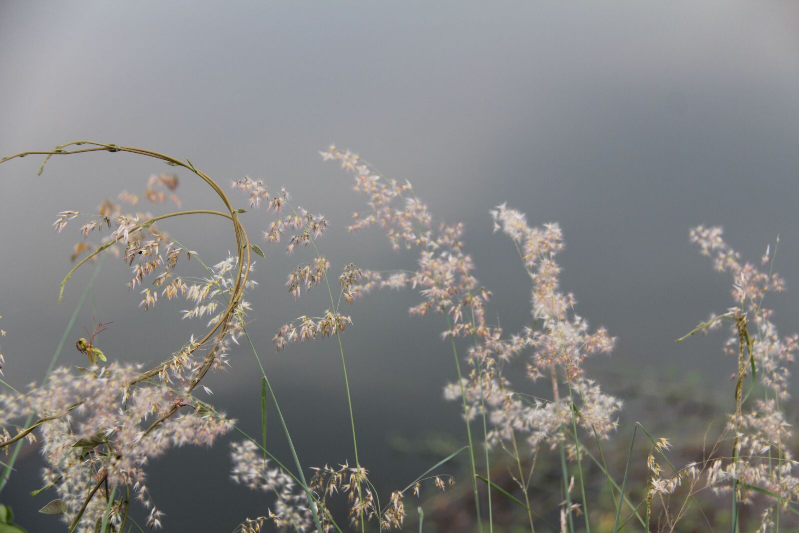 Canon EF-S 18-200mm F3.5-5.6 IS sample photo. Branch, neck, reed photography
