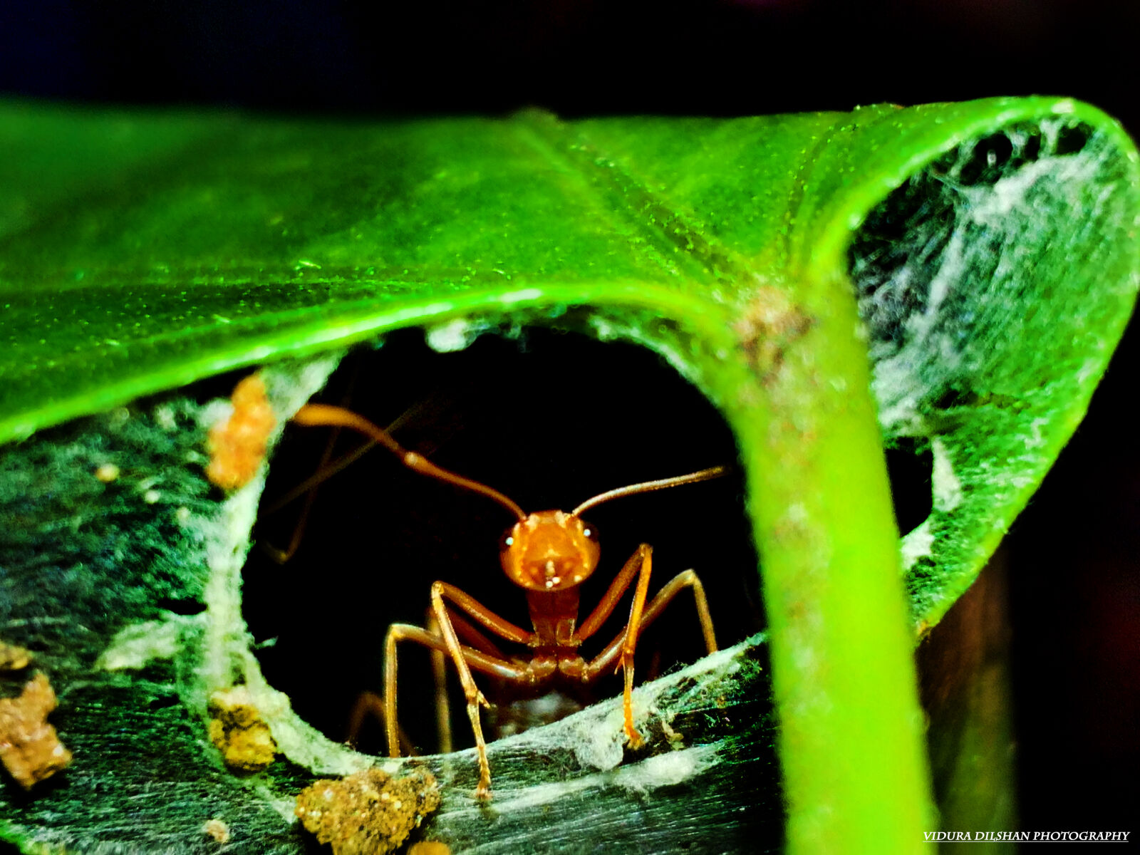 HUAWEI Y541-U02 sample photo. Ants, environment, green, leaf photography